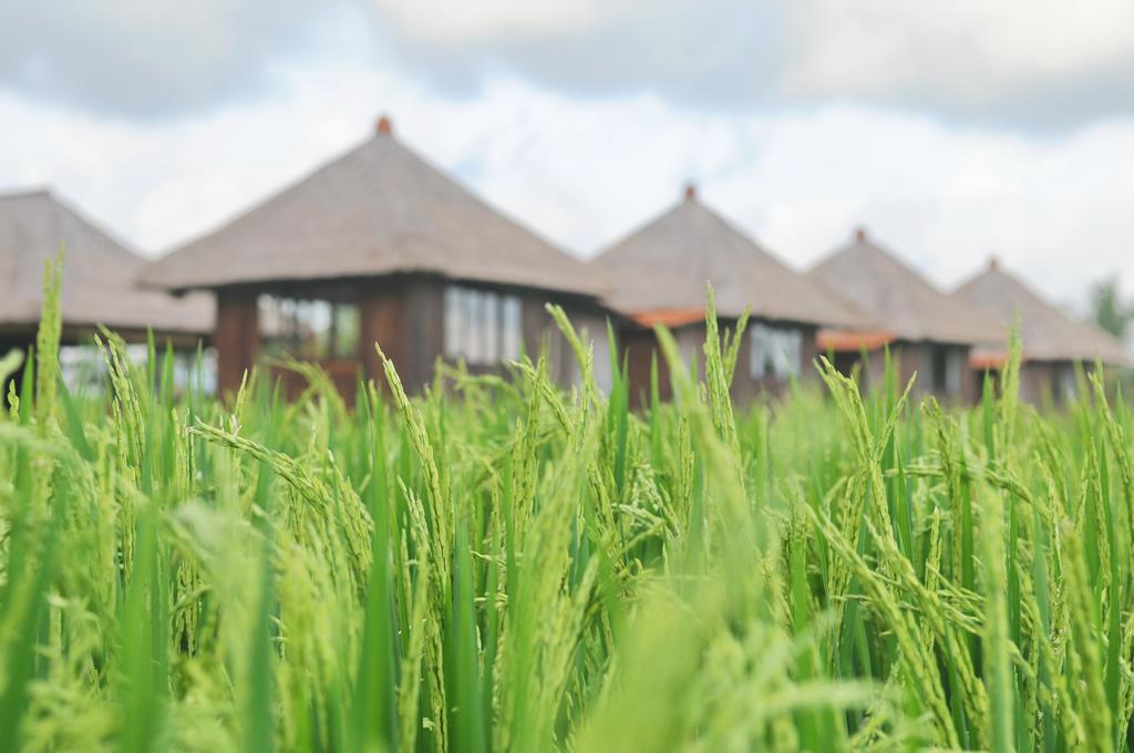 Taman Bintang Villa Ubud Dış mekan fotoğraf